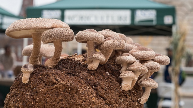 How to Grow Your Own Endless Mushrooms At Home