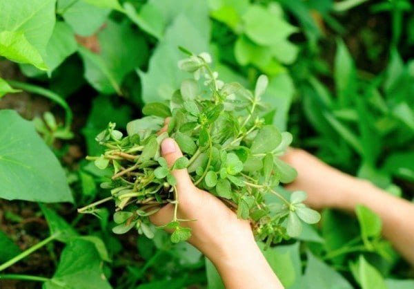 Purslane: The Everyday Edible "Weed" With Extraordinary Health Benefits