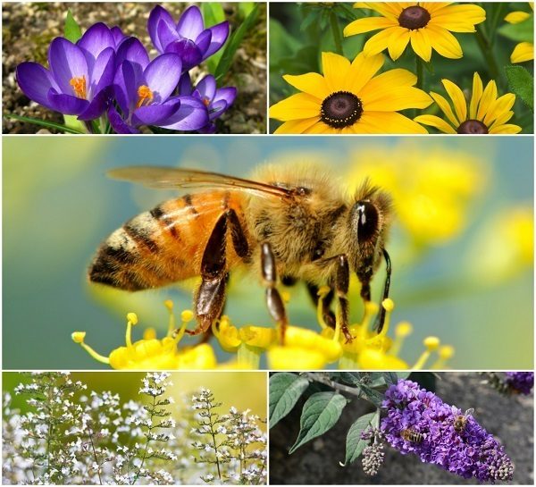 20 Beautiful Flowers To Attract Bees To Your Garden