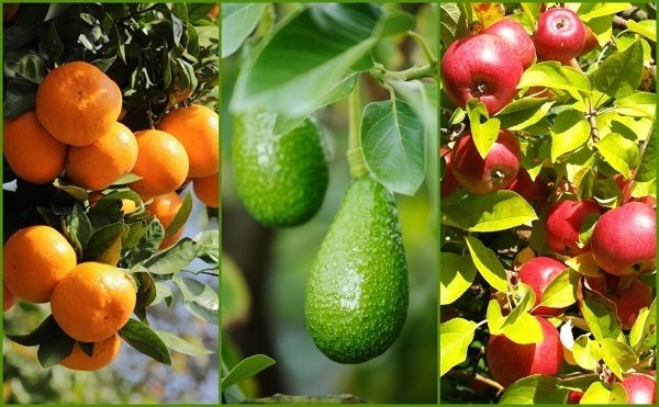 9 Tips To Get More Fruit From Your Garden