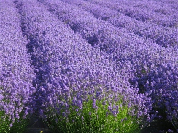 The Total Guide To Growing, Harvesting & Using Lavender