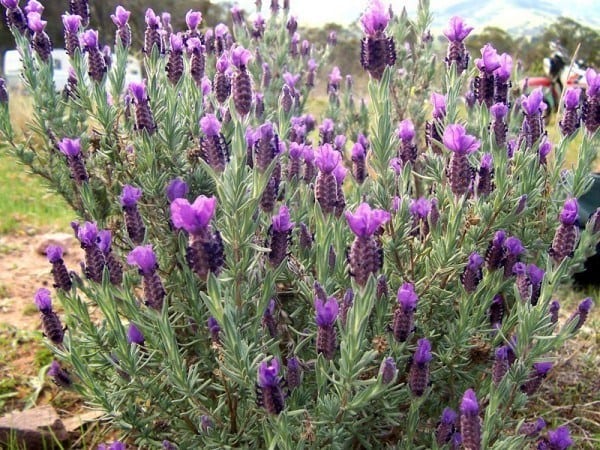 lavender bush