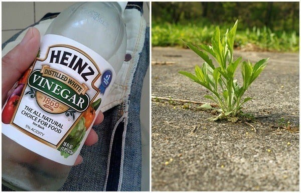 21 Weird Garden Remedies That Might Make You Look Crazy But That Actually Work