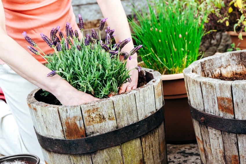 15 Benefits Of Container Gardening & How To Get Started