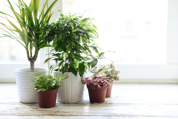 9 "NASA Approved" Houseplants To Clean The Air & Improve Your Health