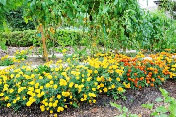 28 Companion Planting Combinations To Grow The Tastiest, Most Bountiful Food & Beautiful Flowers