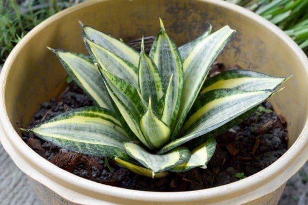 9 "NASA Approved" Indoor Houseplants To Clean The Air & Improve Your Health