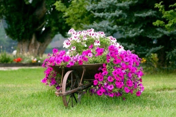 wheelbarrow-planter