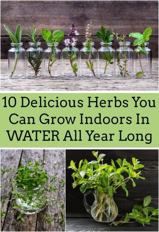 25 Herbs, Vegetables & Plants You Can Grow In Water