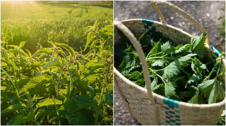 19 Reasons Why You Should Go & Pick Nettles Right Now (2)