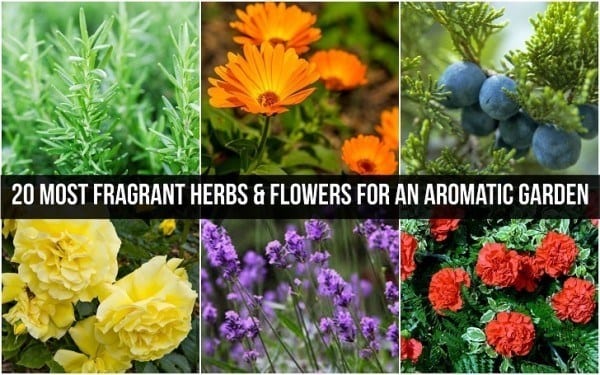 20 Most Fragrant Herbs & Flowers For An Aromatic Garden