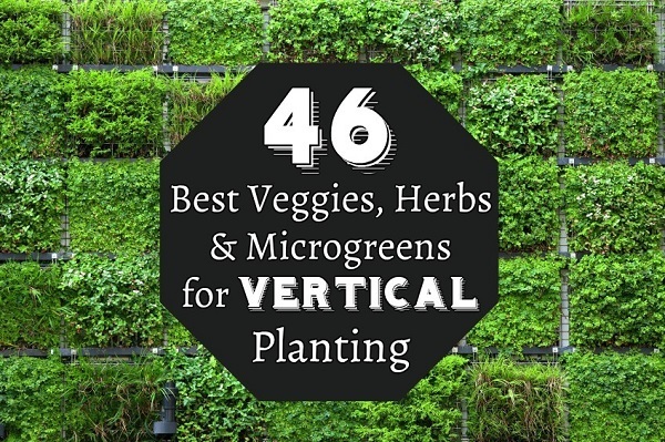 46 Best Veggies, Herbs & Microgreens for Vertical Planting