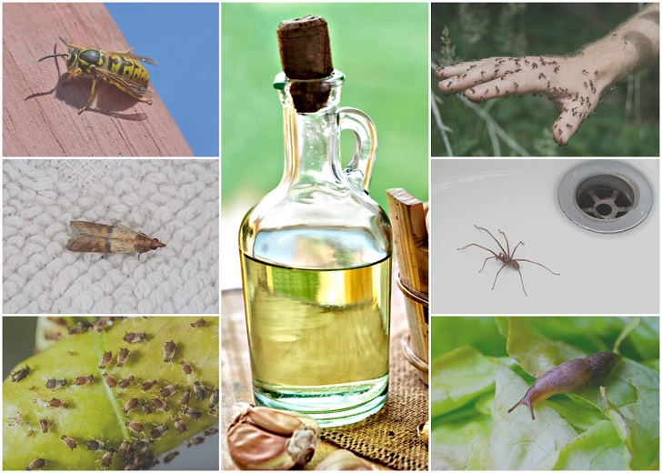 5 Natural Oils To Keep Pests Out of Your Home & Garden