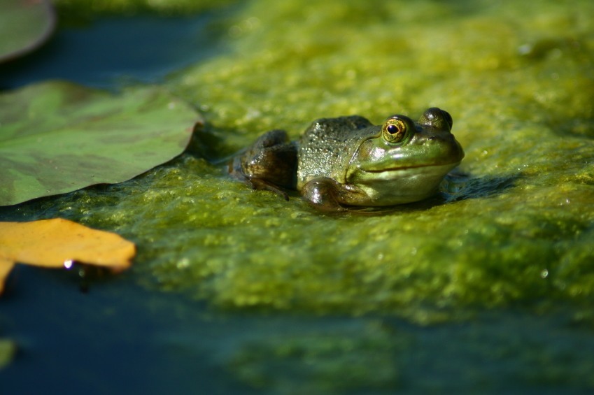Backyard Pond with Frog