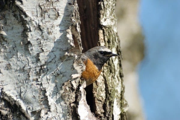 Male Redstart in the tree-hollow