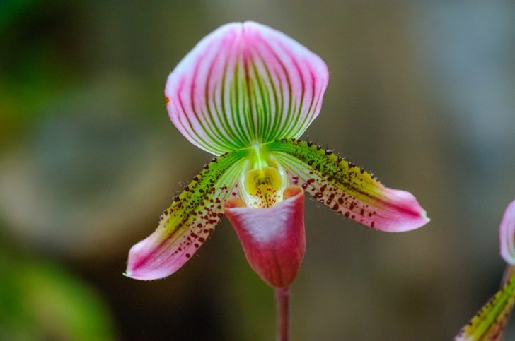 Slipper Orchids (Paphiopedilum)