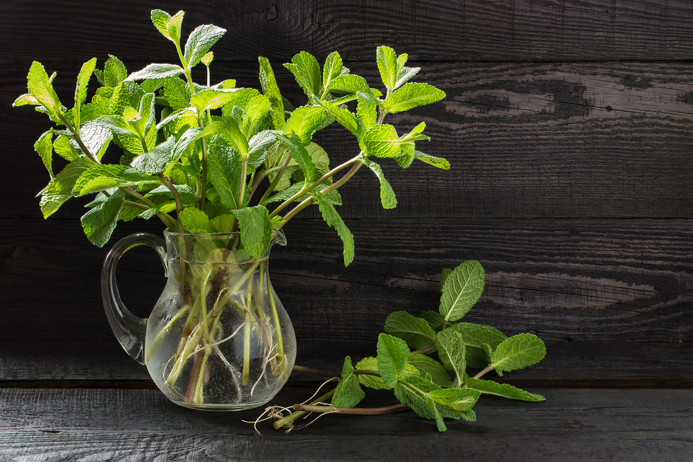 25 Herbs, Vegetables & Plants You Can Grow In Water
