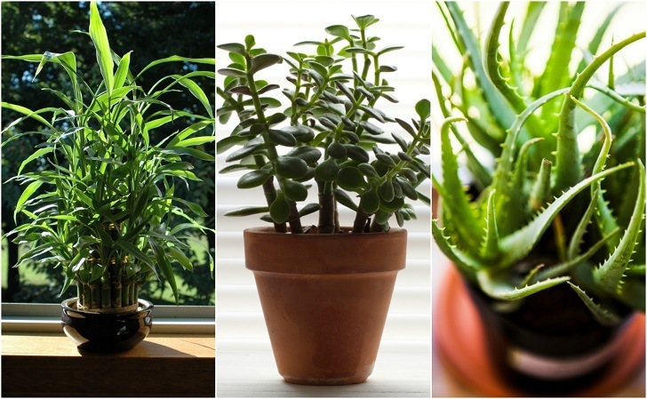22 Practically Immortal Houseplants That Even You Can't Kill