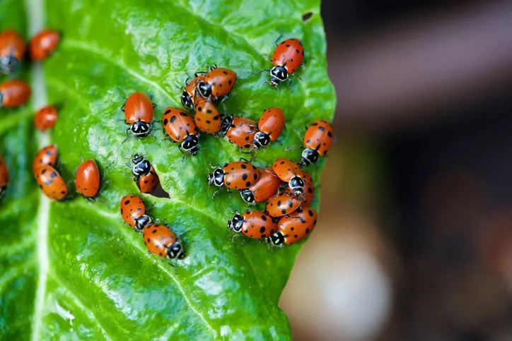 Here's Why You Need More Ladybugs In Your Garden + How To Get Them