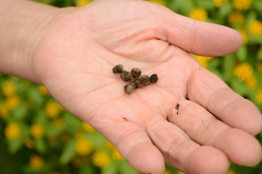 15 Advanced Seed Starting Secrets You Won't Learn At The Garden Center