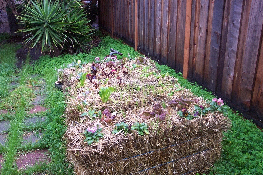 10 Reasons To Try Straw Bale Gardening + How To Get Started