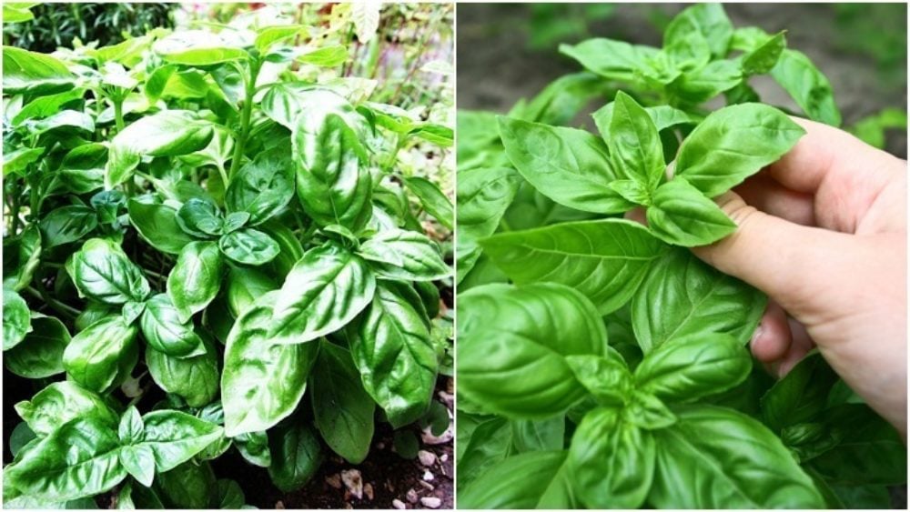 20 Clever Ways To Use Basil Leaves That Goes Way Beyond Pesto