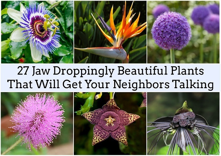 27 Jaw Droppingly Beautiful Plants That Will Get Your Neighbors Talking TEXT