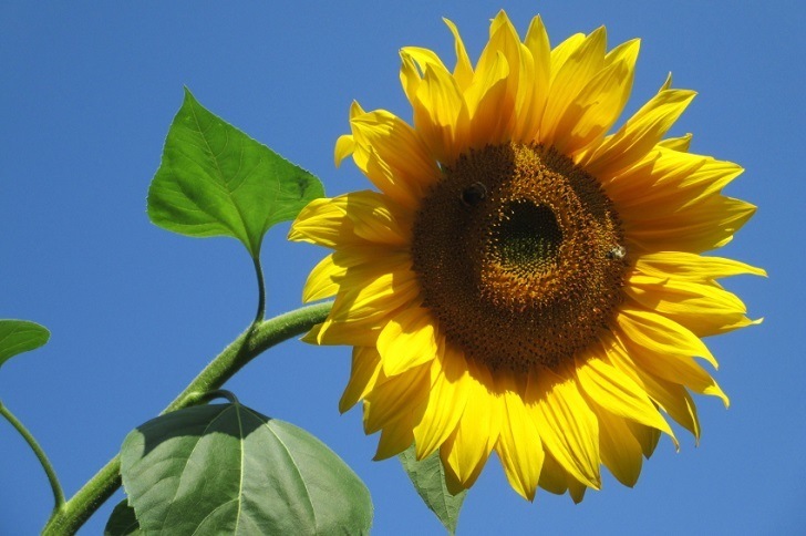 Sunzilla Sunflowers