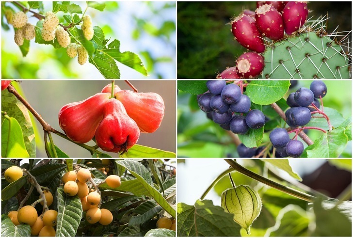 Top 20 Unique Fruits You Can Grow in Your Backyard
