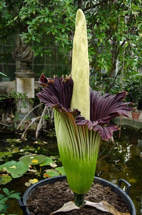 Amorphophallus titanum a flowering plant with the largest unbranched inflorescence in the world