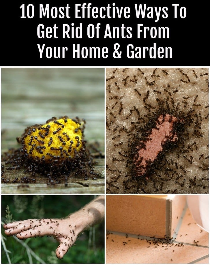 10 Most Effective Ways To Get Rid Of Ants From Your Home & Garden - How To Get Rid Of Ants In Yard Permanently