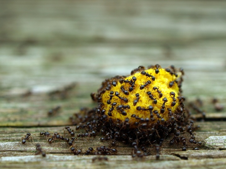 10 Most Effective Ways To Get Rid Of Ants From Your Home Garden