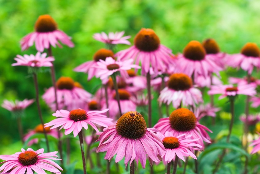 10 Reasons Echinacea Should Grow In Every Garden