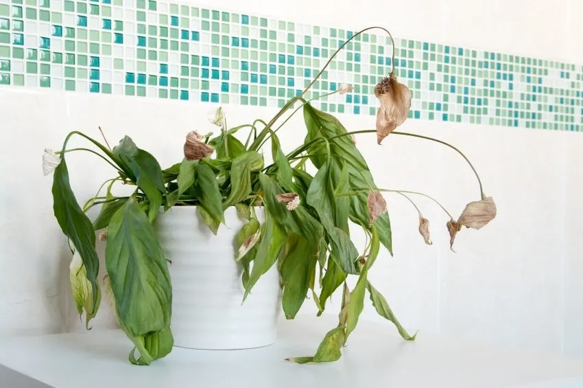 15 Things You Are Doing That Are Killing Your Houseplants