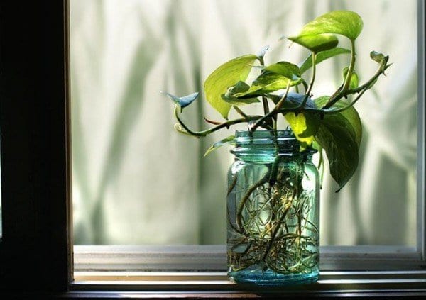 mason jar rooting a plant