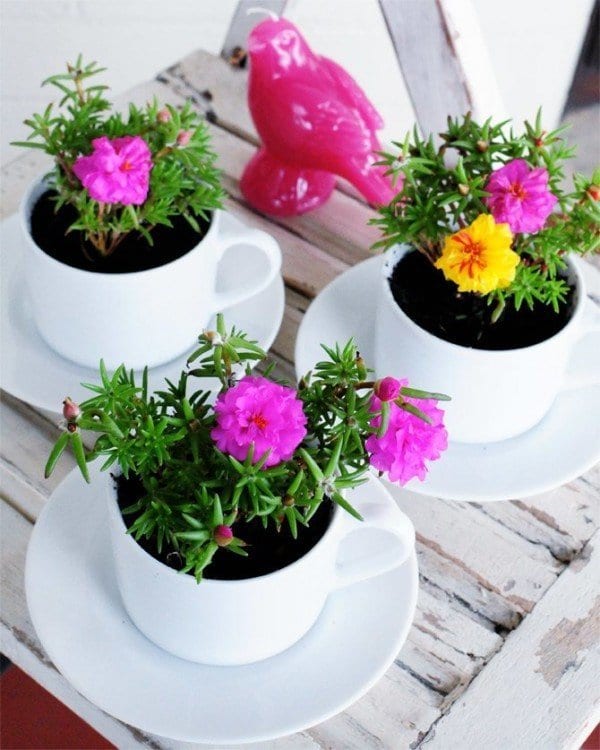 tea cup containers