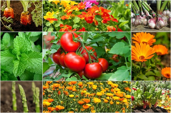 10 Tomato Companion Plants To Get The Most Delicious Tomatoes This Year