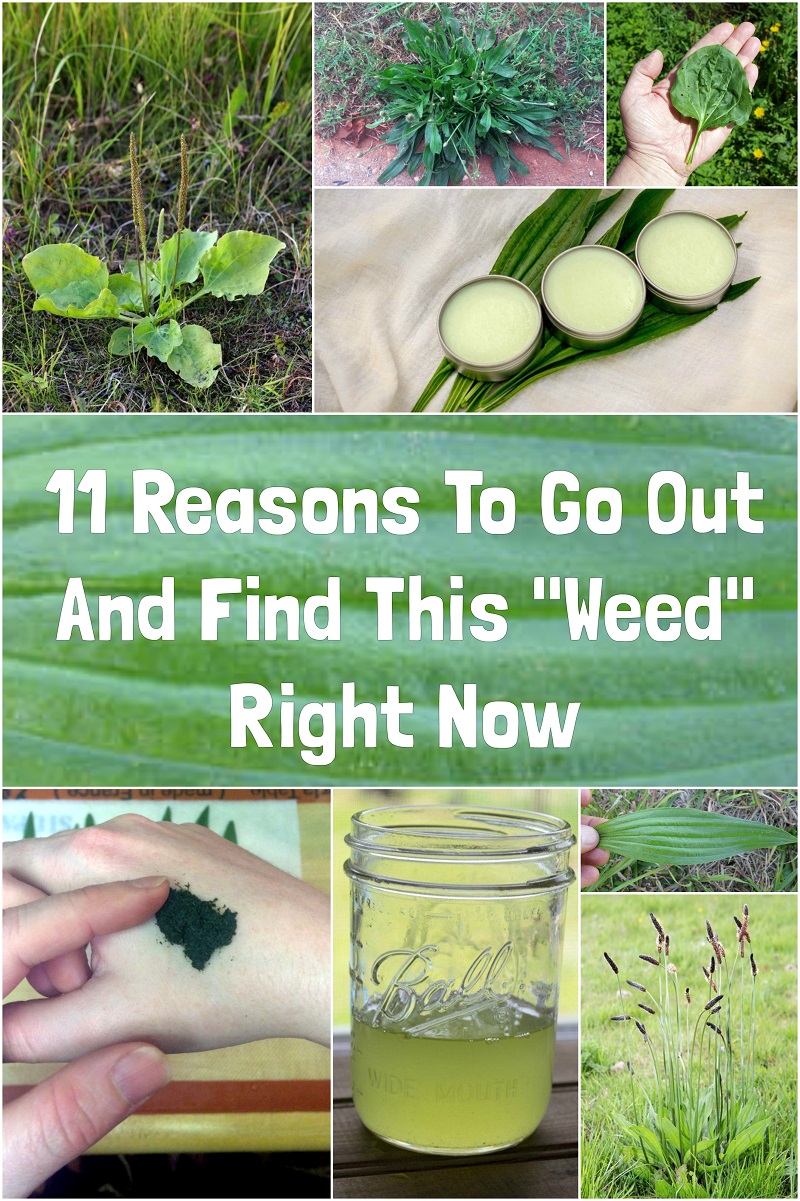 11 Reasons To Go Out And Find This Weed Right Now