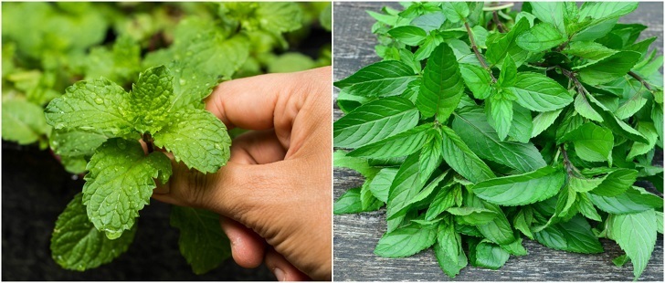 21 Out Of The Ordinary Ways To Use Fresh Mint Leaves