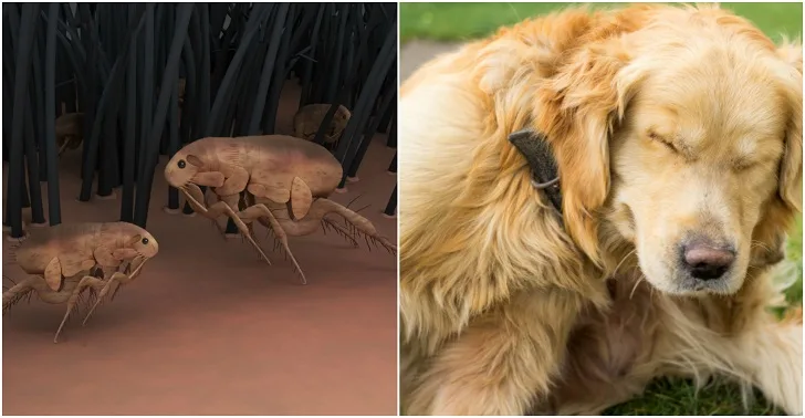 9 Natural Flea Remes For Dogs That Really Work