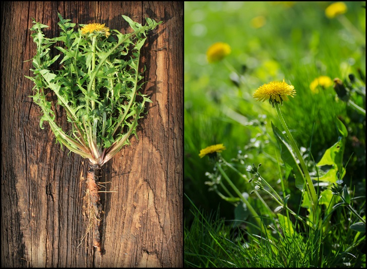 How To Harvest Dandelion Roots & 7 Ways To Use It
