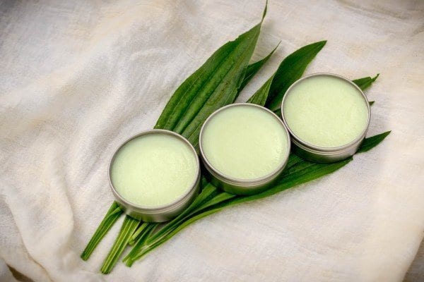 How to Make a Really Simple Healing Plantain Salve