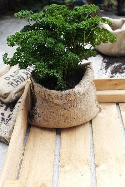 coffee bag planter