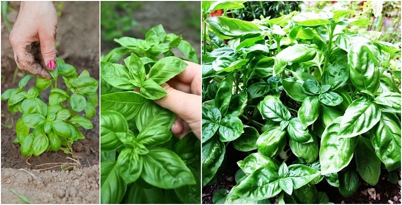 How To Grow Giant Basil Bushes: A Pro Gardener Reveals All