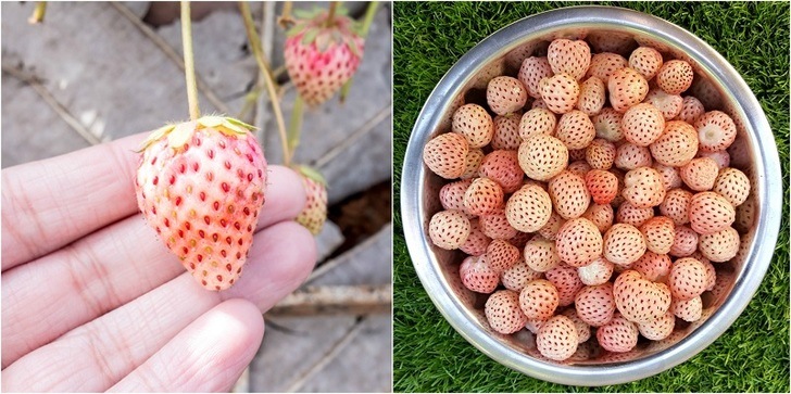 How to Grow Pineberries - The Strawberry That Tastes Like Pineapple & Bubblegum