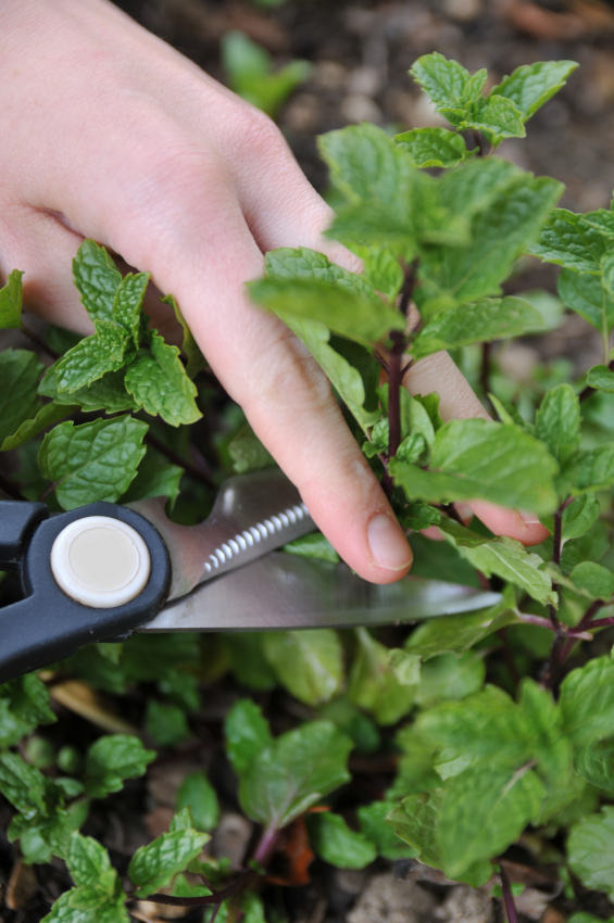 11 Insider Secrets For Growing The Most Flavorful & Abundant Herbs