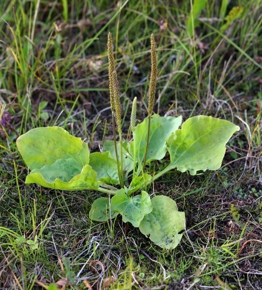 Do Not Kill This Weed! It's One Of The Best Healing Herbs On The Planet (& It's Probably Growing Near You Right Now!)