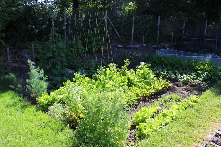 17 Vegetables That Grow Well in the Shade