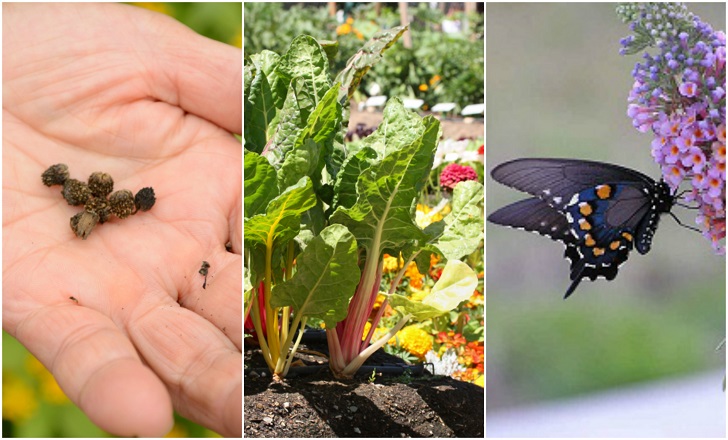 17 Insider Secrets For The Most Beautiful & Productive Garden Ever