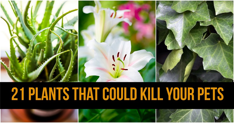 21 Surprising Plants That Could Kill Your Pets